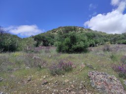 Flora del Cerro Masatrigo